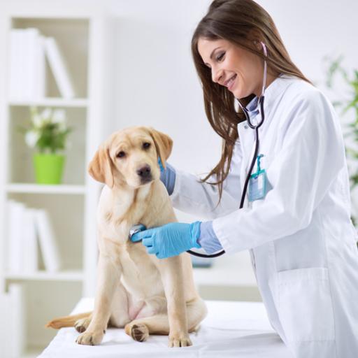 Imagem ilustrativa do curso de Urgência e Emergência Veterinária